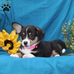 Willow, Pembroke Welsh Corgi Puppy